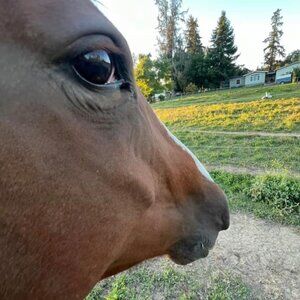 Meet your Posher, Jayden